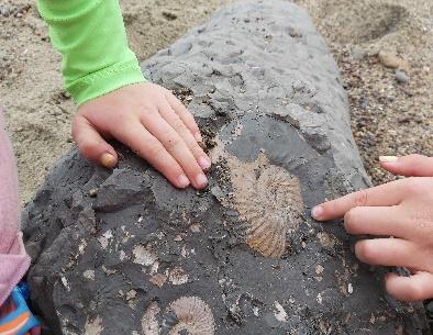 Lifting the soft clay reveals Folkestone 'fossil pudding'