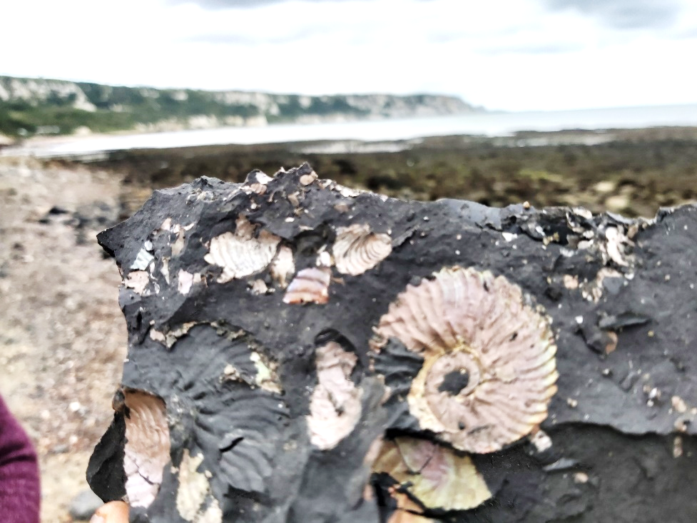 Fossil pudding with Folkestone Warren in the background